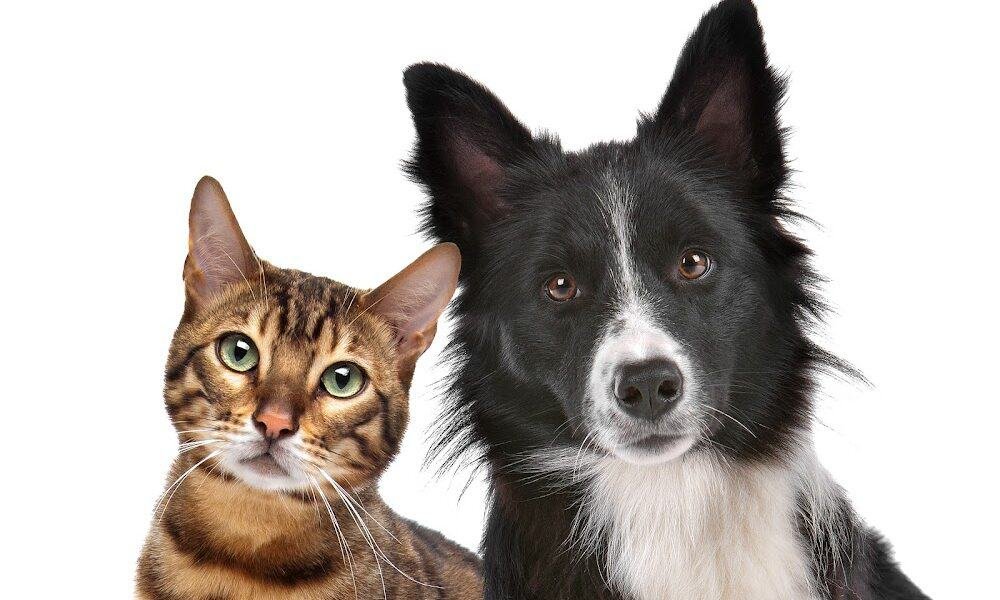 Alexander Animal Hospital