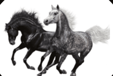 All Creatures Veterinary Service, LLC