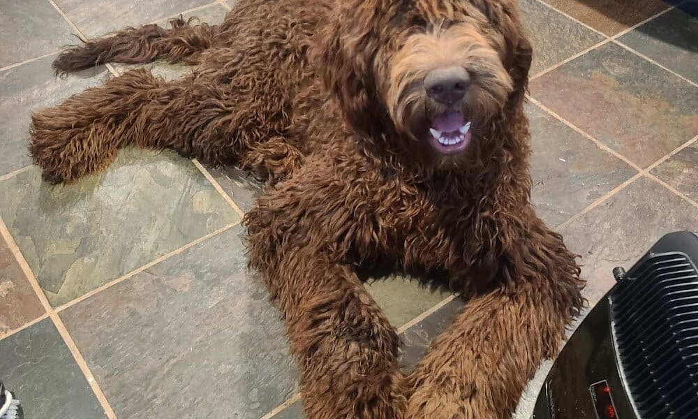 All Paws Veterinary Center