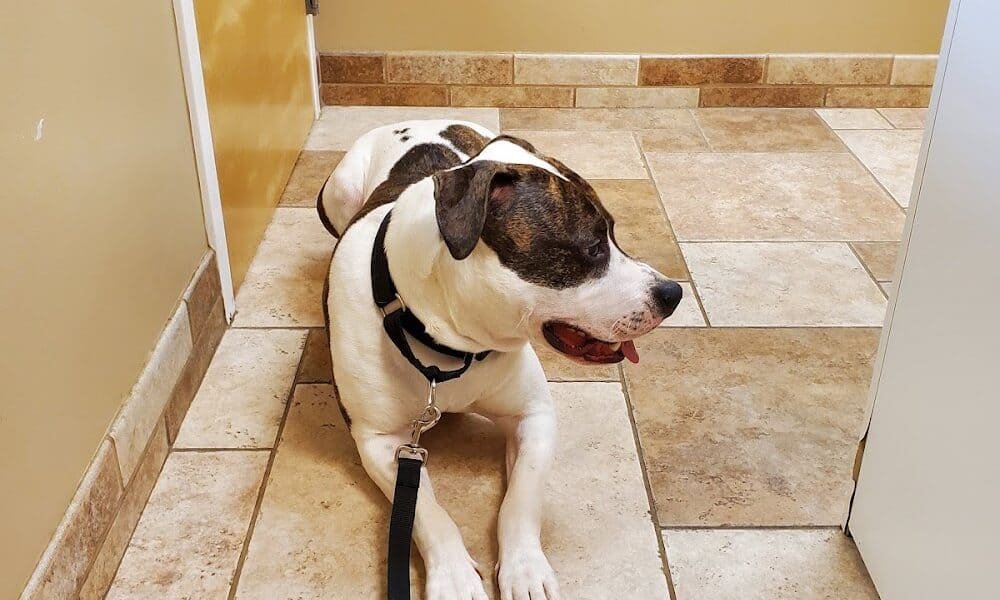 Animal Care Center & Pet Resort
