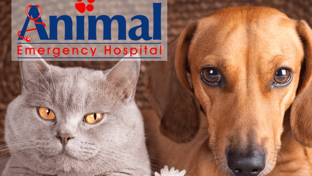 Animal Emergency Hospital
