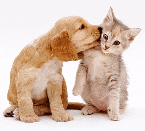Animal Medical Center of Bel Air