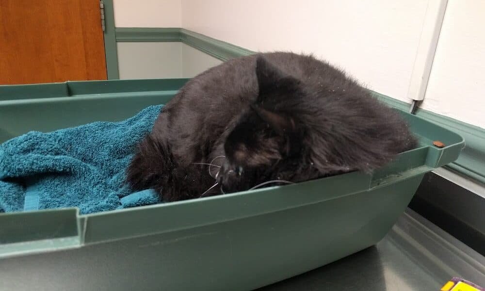 Anne Arundel Veterinary Hospital