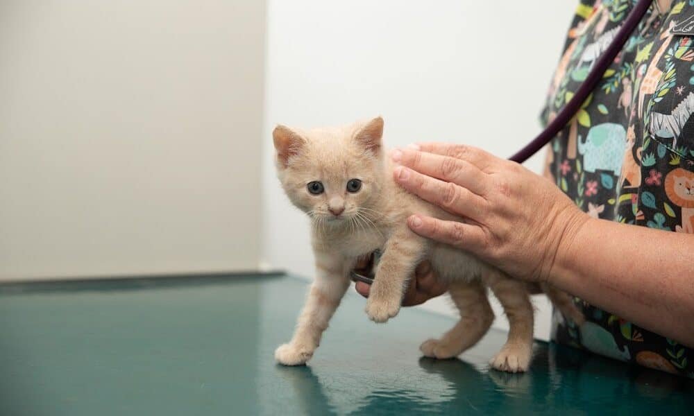 Basin Run Animal Hospital