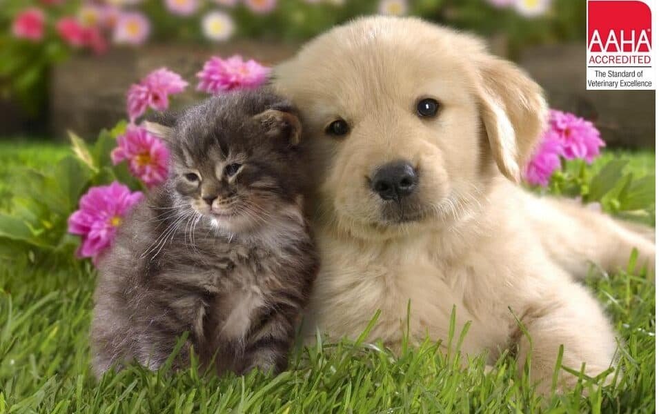 Bay Country Veterinary Hospital