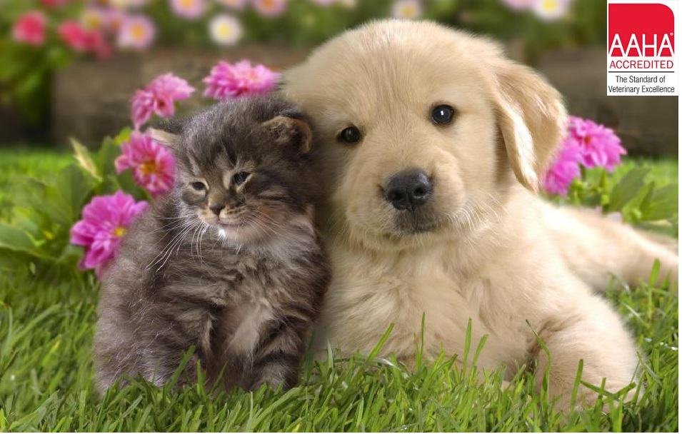 Bay Country Veterinary Hospital