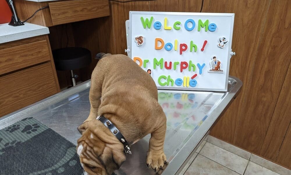 Belair Veterinary Hospital