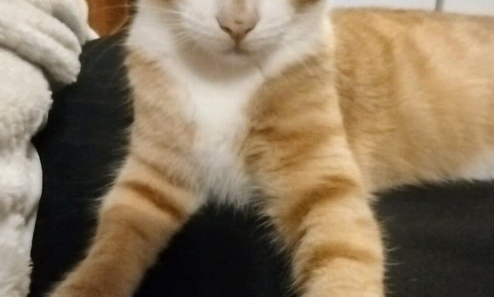 Beltway Animal Hospital
