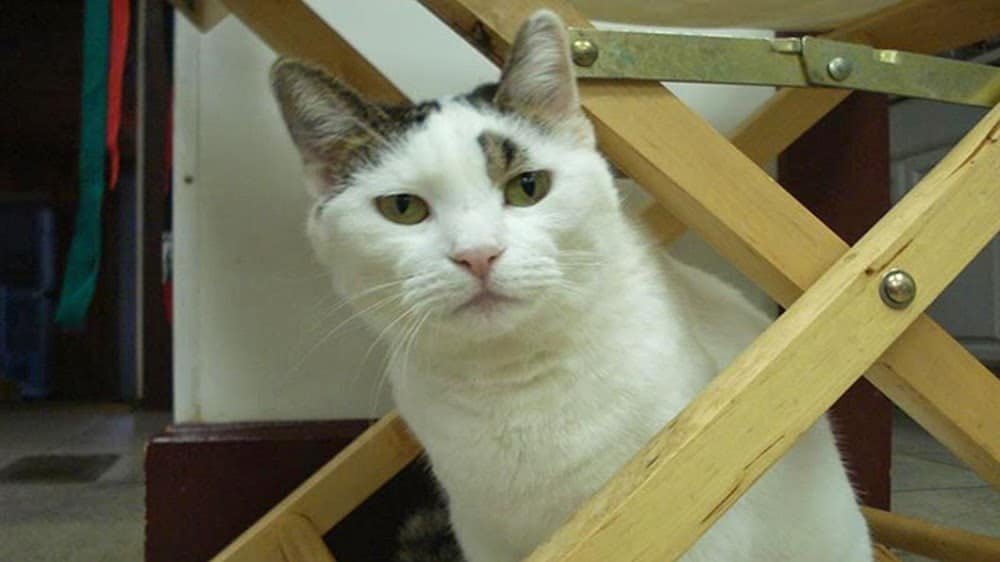 Cambria Veterinary Center