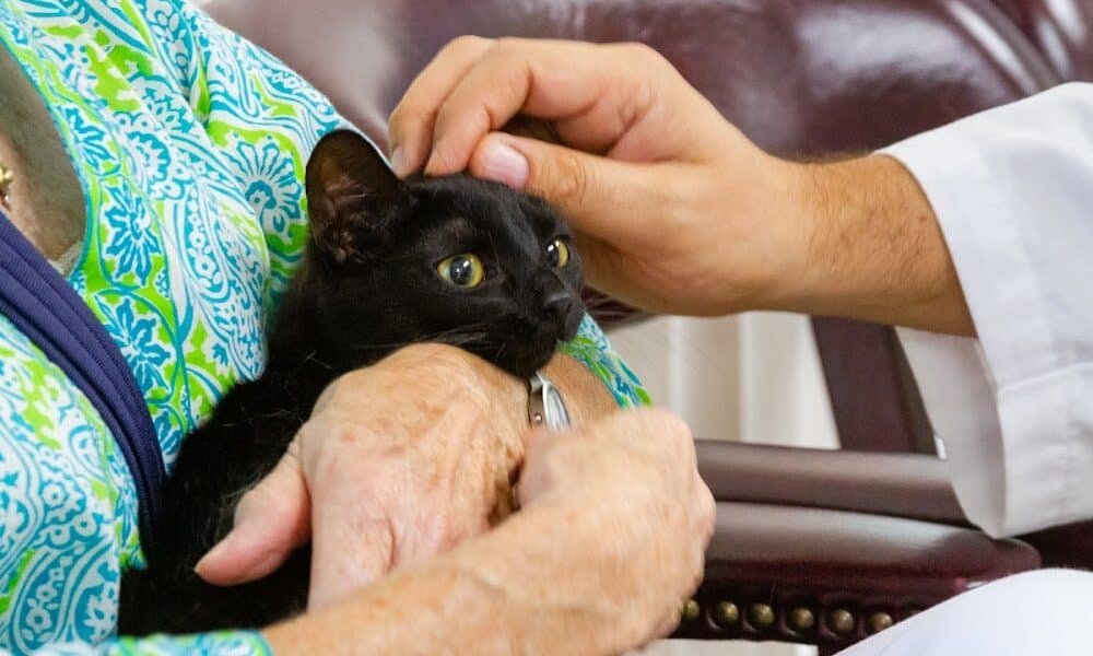 Capitol Hill Animal Clinic