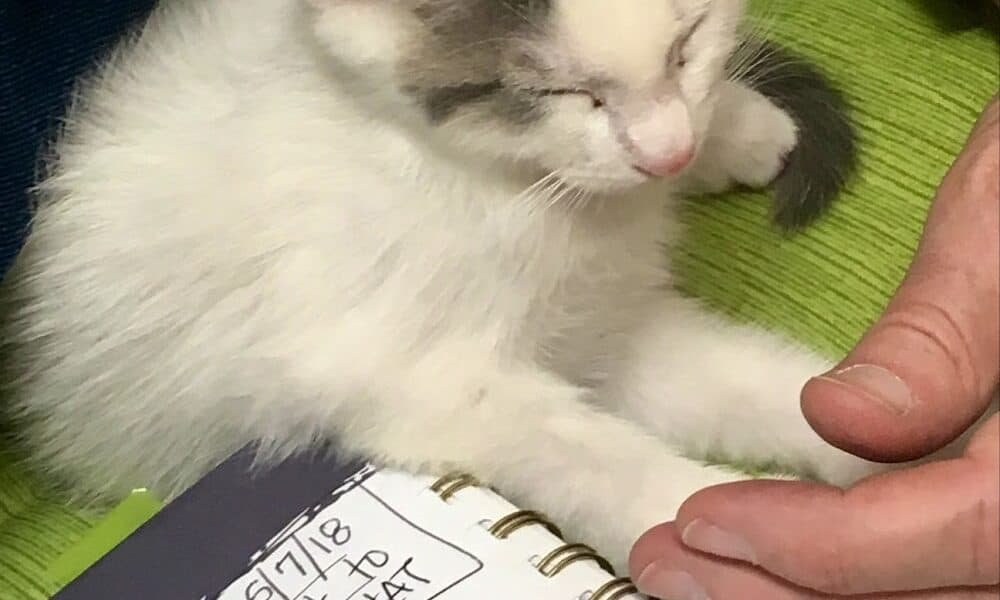Cat Hospital At Towson