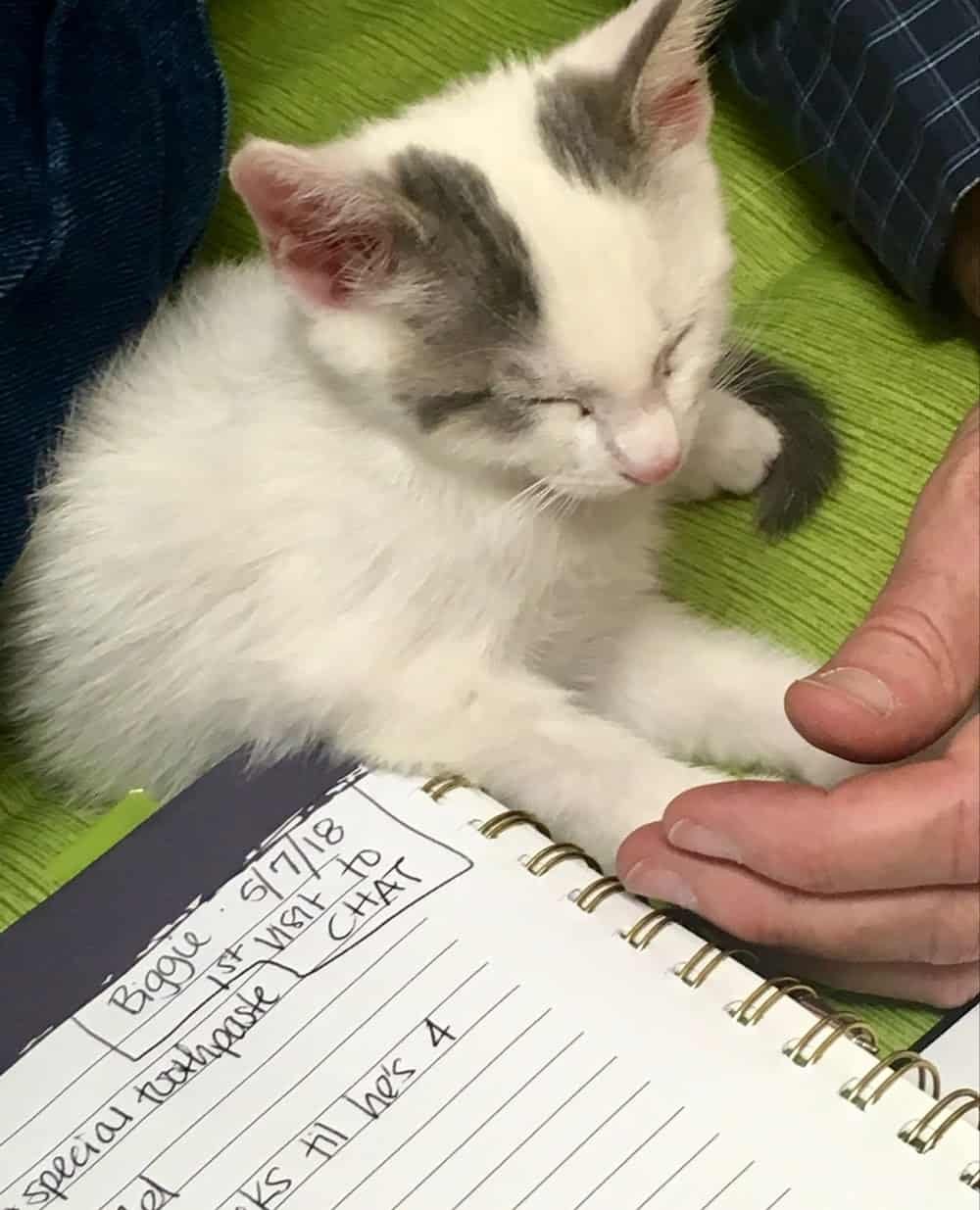 Cat Hospital At Towson