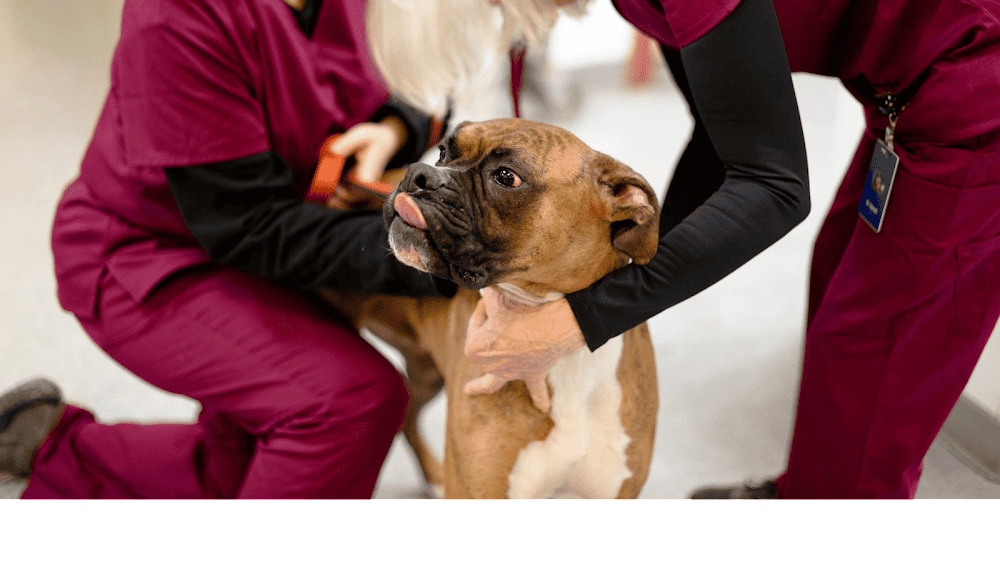 Celebrie Veterinary Hospital