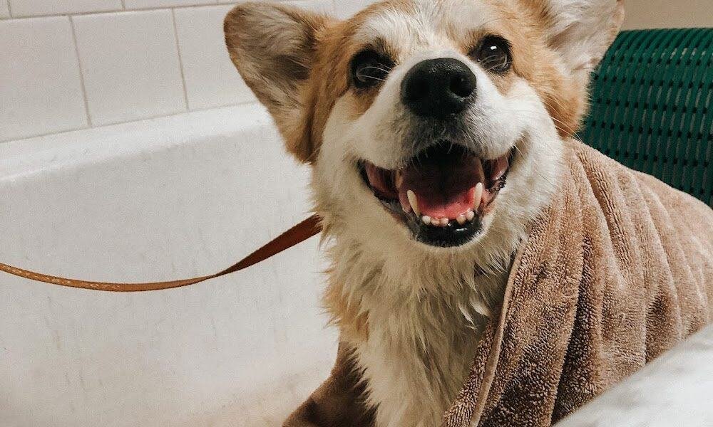Damascus Veterinary Hospital