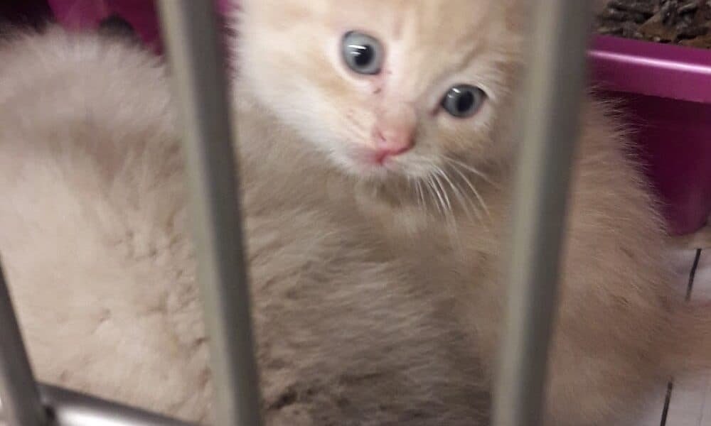 Dundalk Animal Hospital
