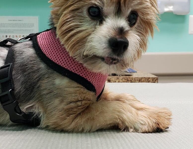 Elkridge Animal Hospital