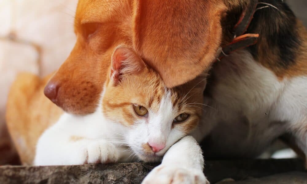 Eternal Pawprints Veterinary Hospice & Euthanasia