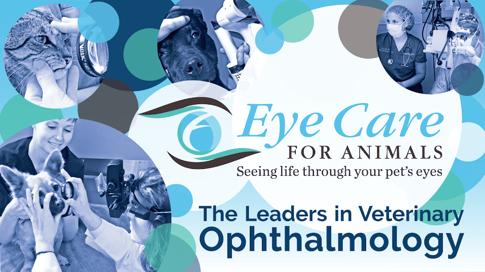 Eye Care for Animals – Bel Air