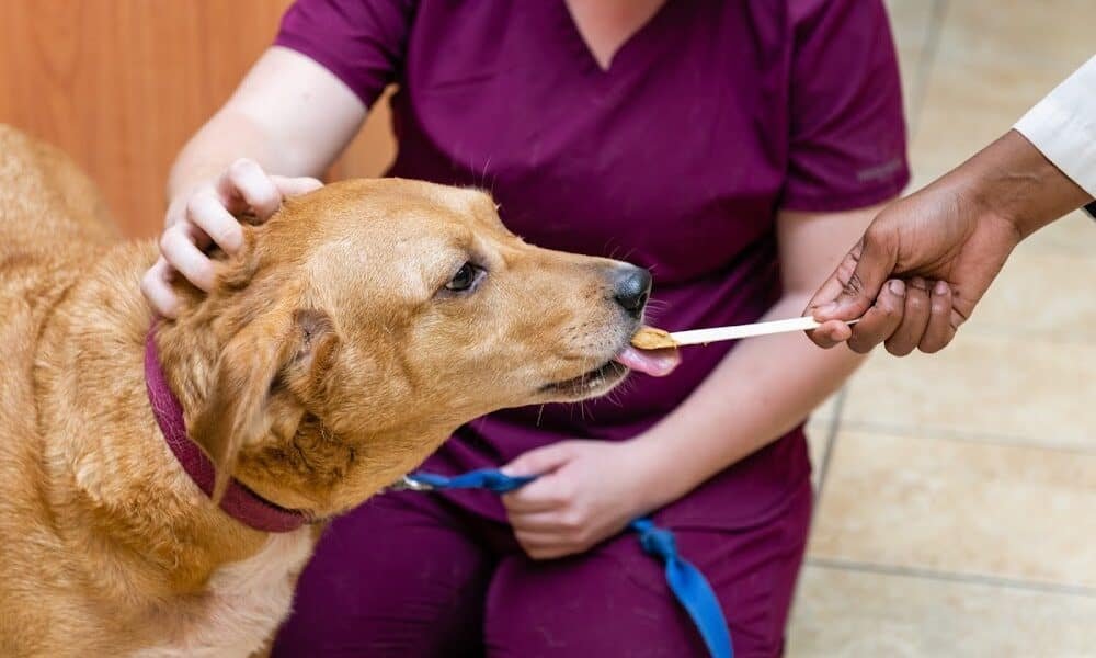 Freetown Animal Hospital