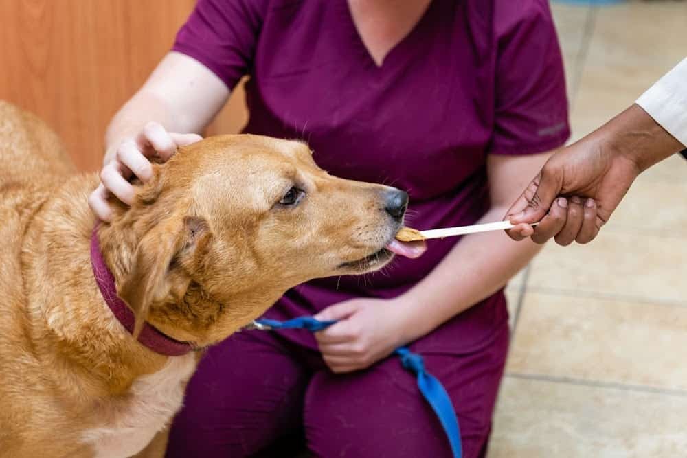 Freetown Animal Hospital