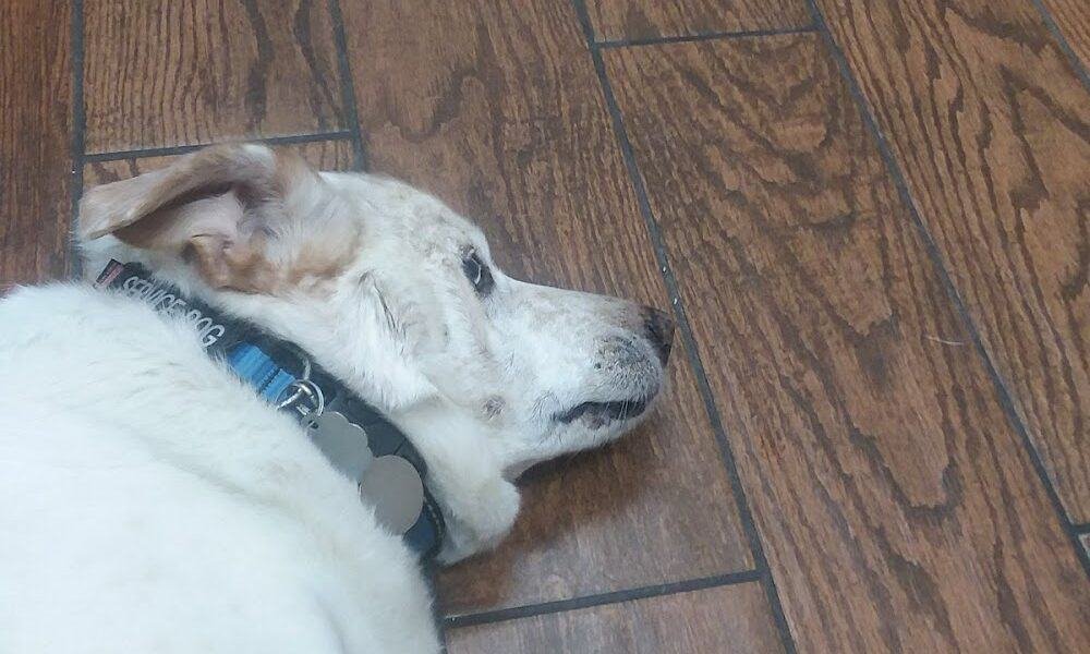 Friendly Paws Vet Clinic