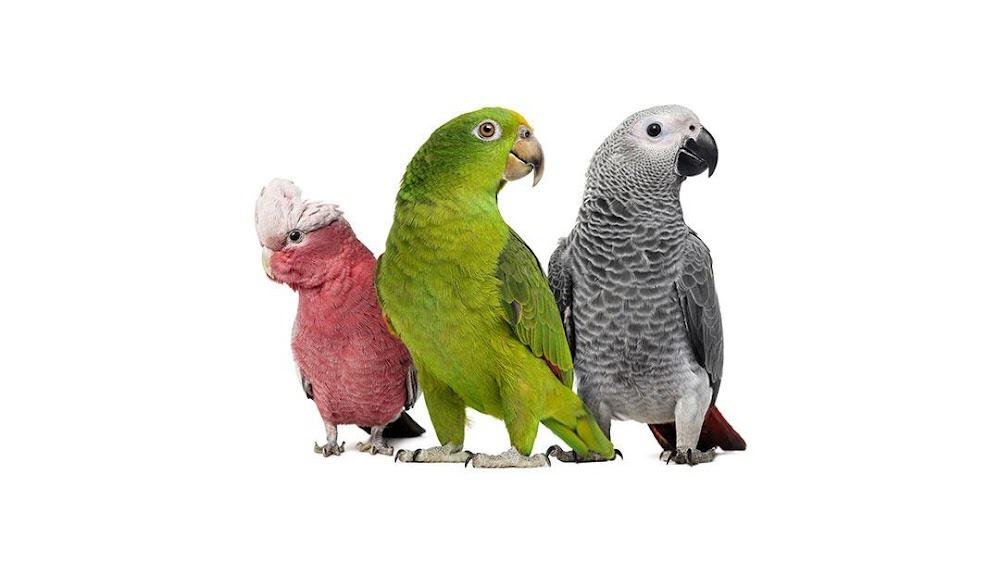 Gambrills Veterinary Center