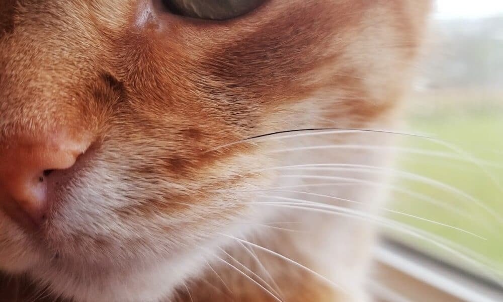 Hickory Ridge Animal Hospital