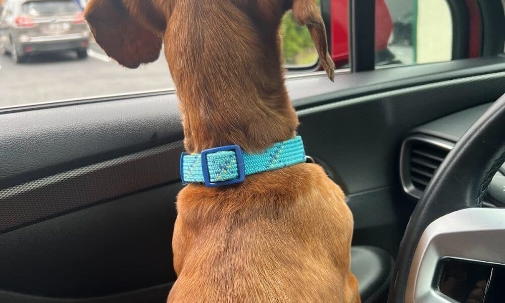 Homeward Bound Veterinary Services