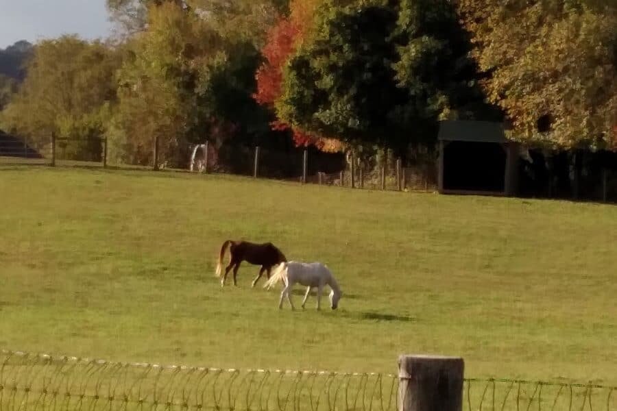 Laytonsville Veterinary Practice