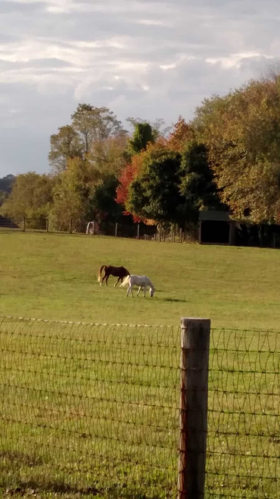 Laytonsville Veterinary Practice