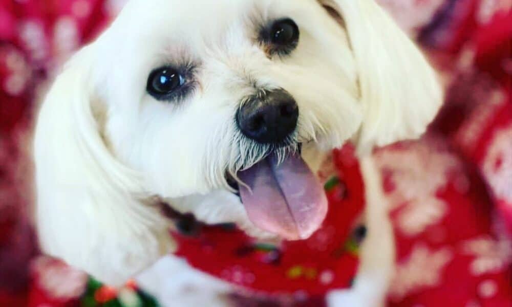 Loving Pet Care Hospital