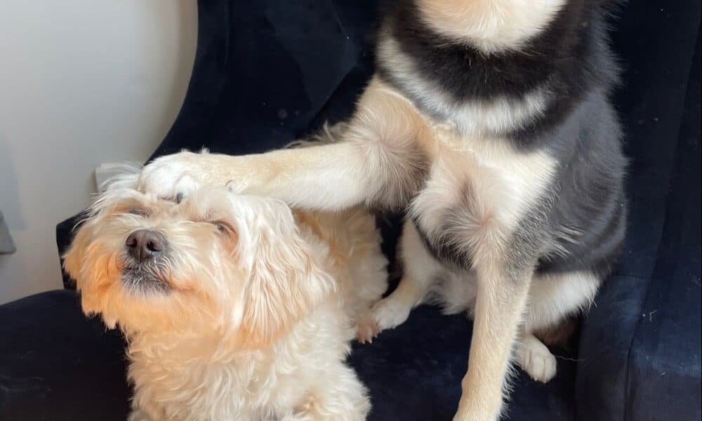 Marriottsville Animal Hospital