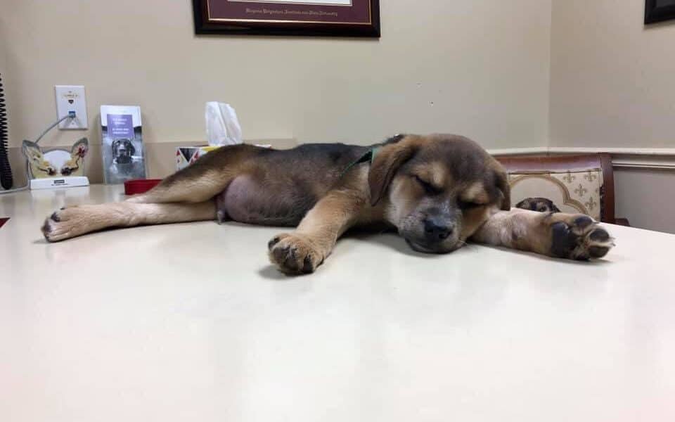 Millersville Animal Hospital