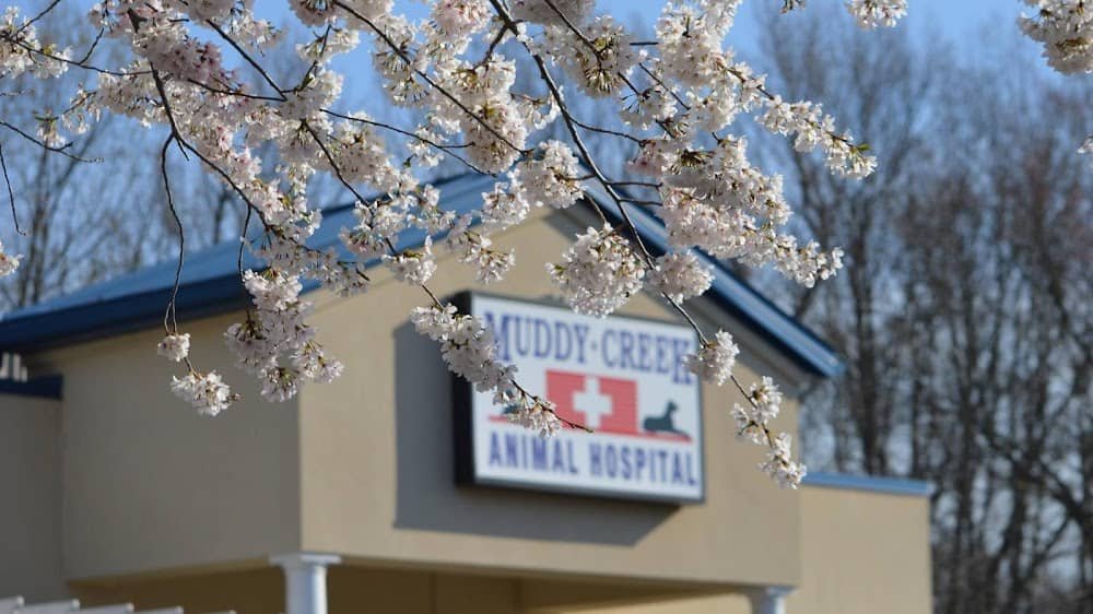 Muddy Creek Animal Hospital