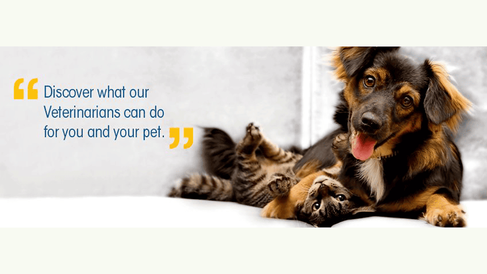 Noah’s Ark Veterinary & Boarding Resort