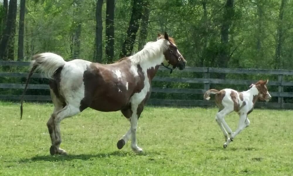 Wolf Creek Equine