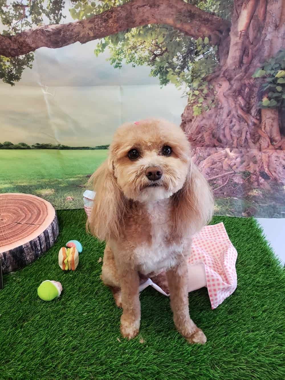 A Dog’s Day of Beauty