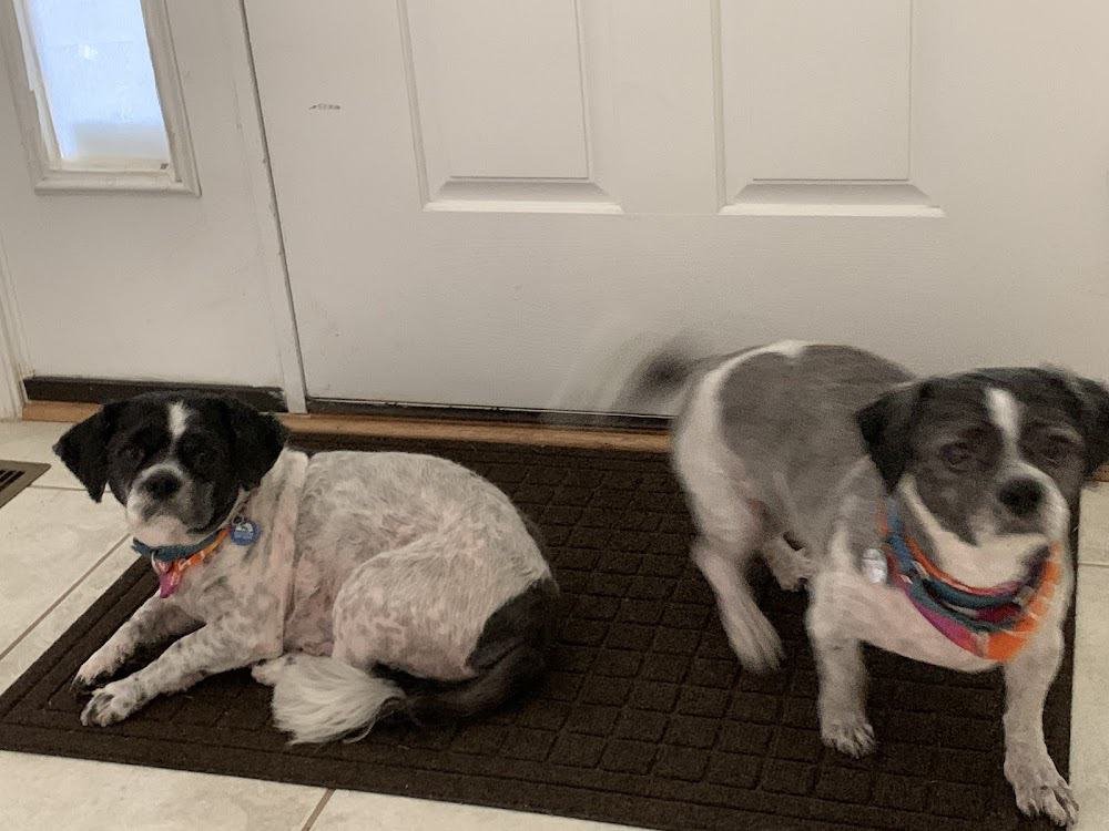 Abbys Pet Grooming