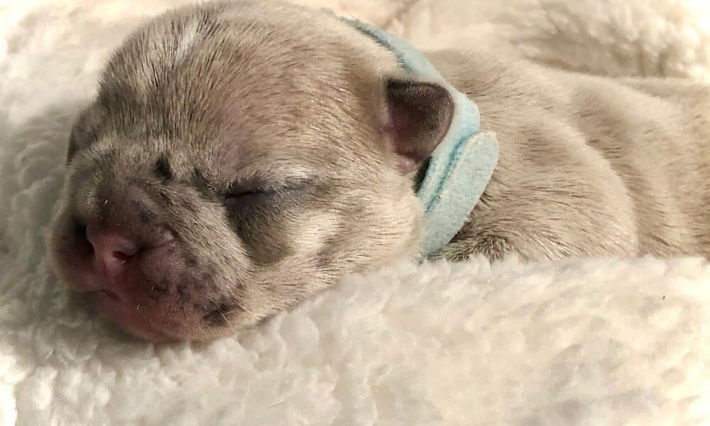 All Pets Vet Hospital