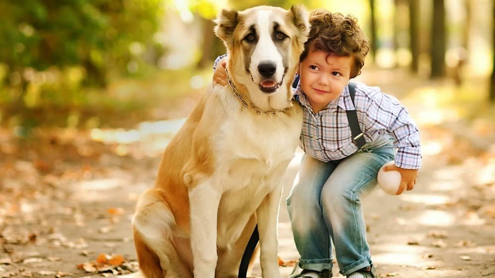 Bay Area Veterinary Hospital