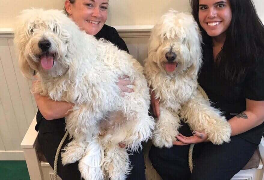 Berkeley Heights Animal Hospital