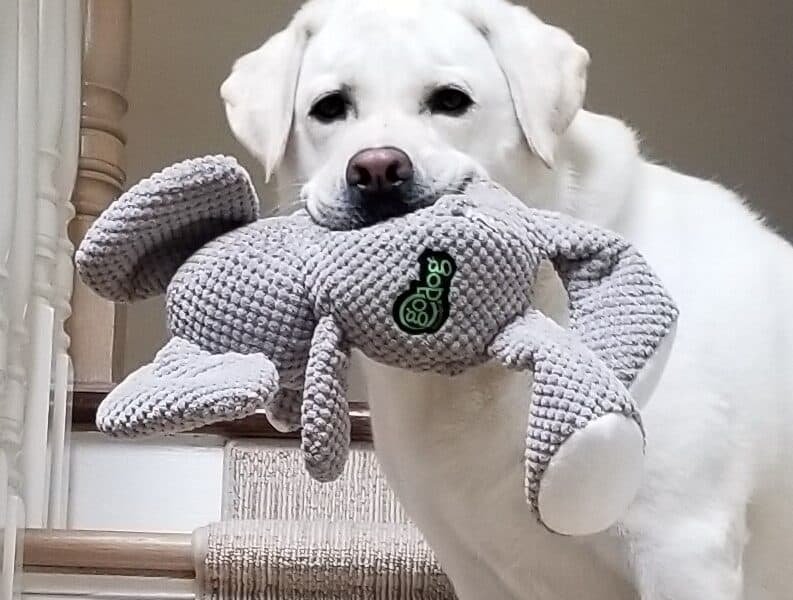 Bernardsville Animal Hospital