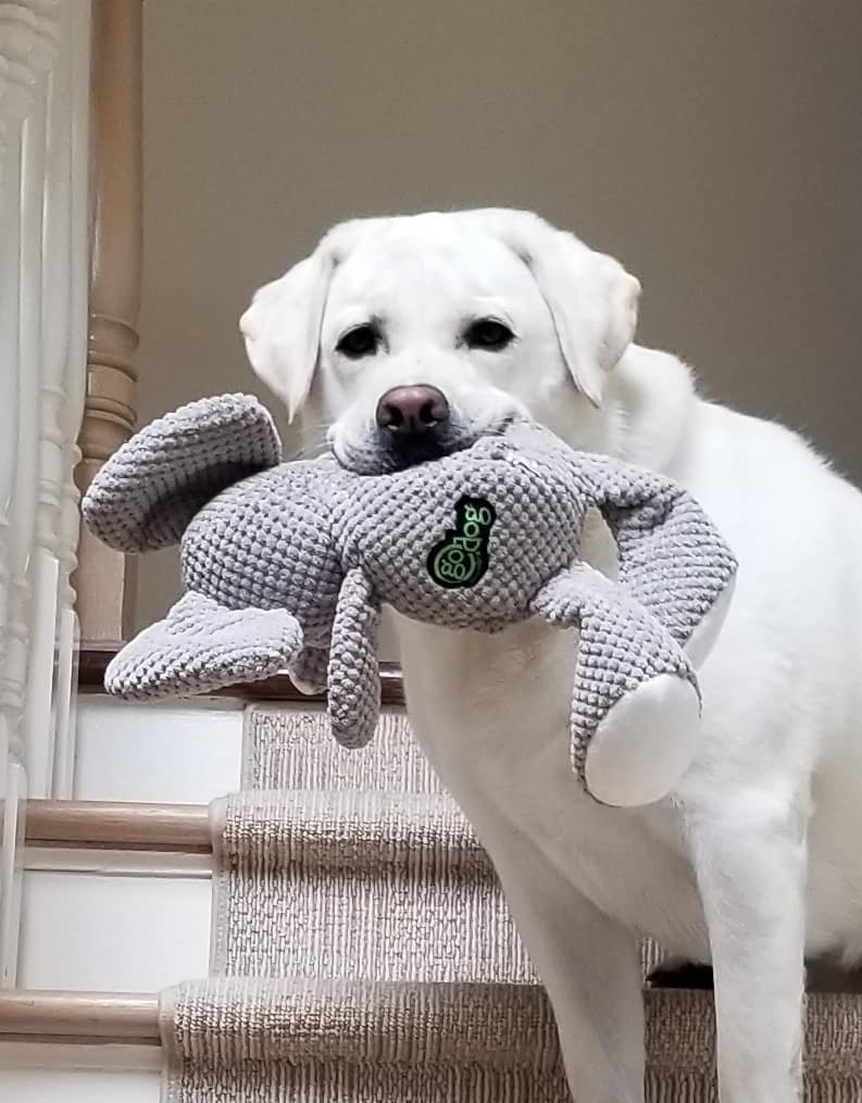 Bernardsville Animal Hospital