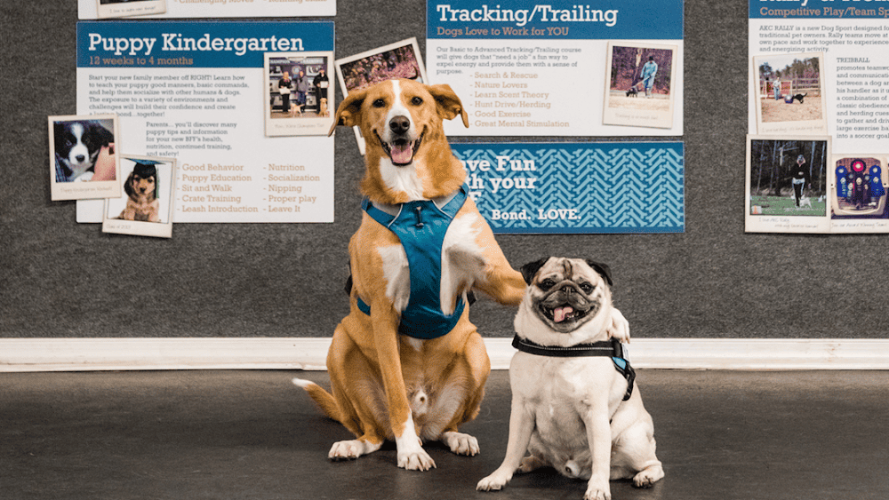 BFF Pet Services