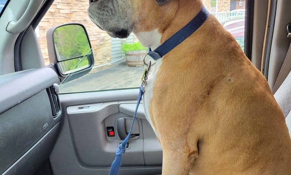 Blout Veterinary