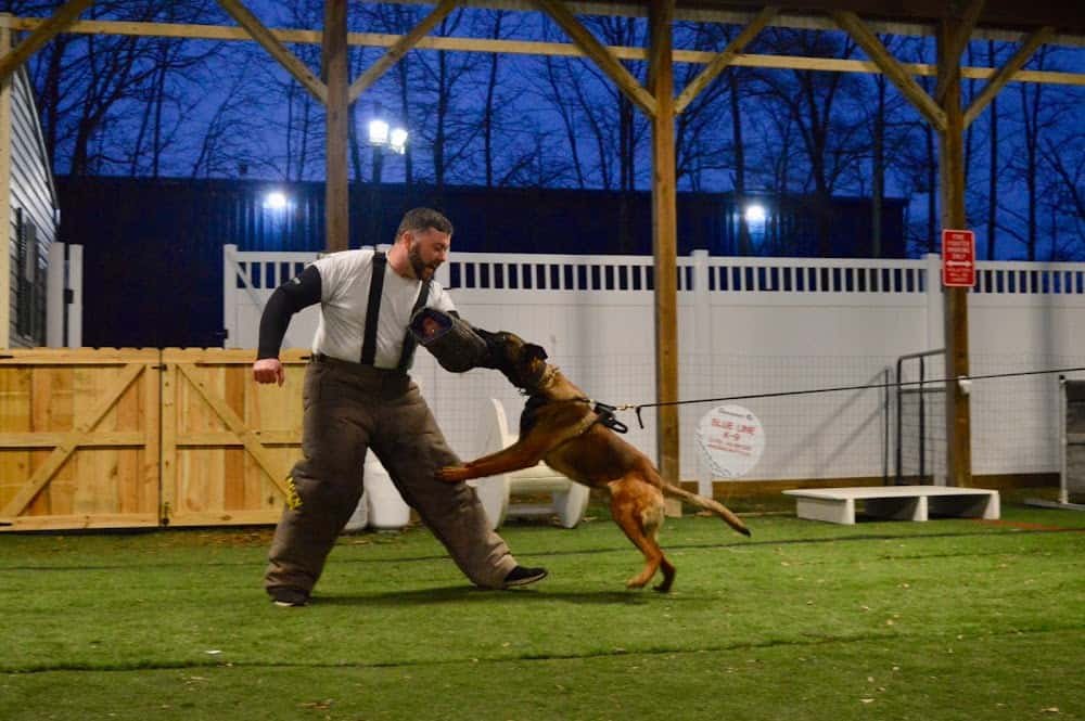 Blue Line K-9