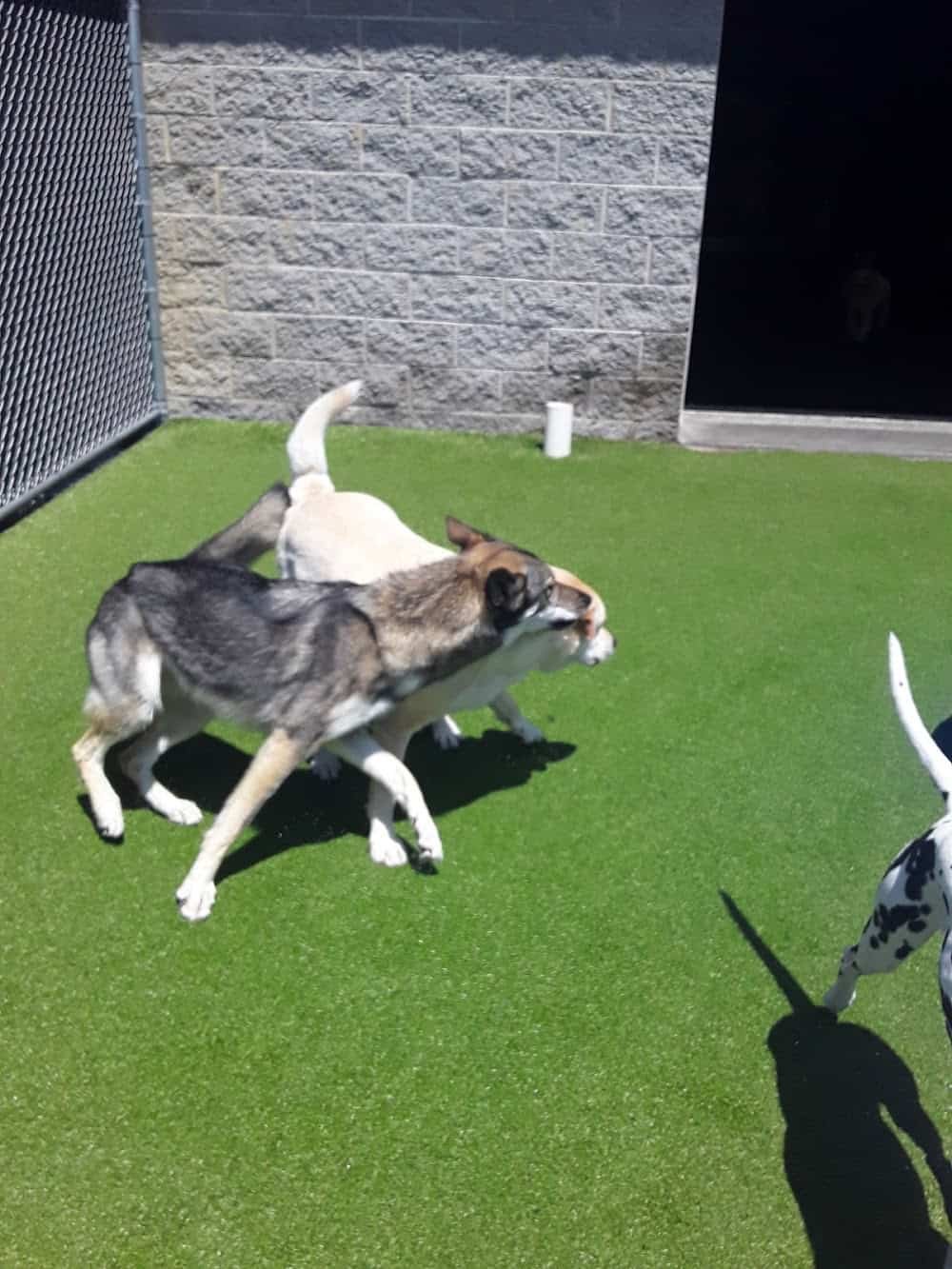 Blue Ribbon Dog Academy