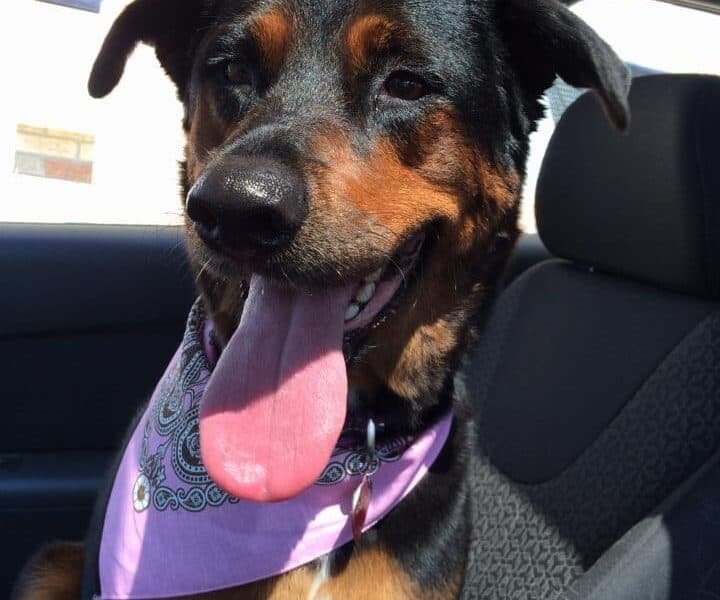 Bound Brook Veterinary Clinic