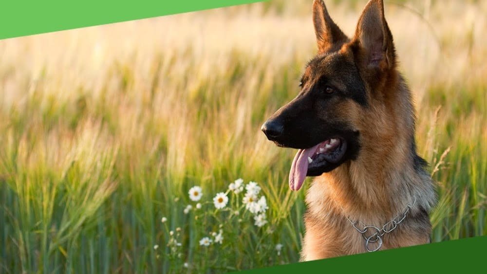 Branchburg Animal Hospital