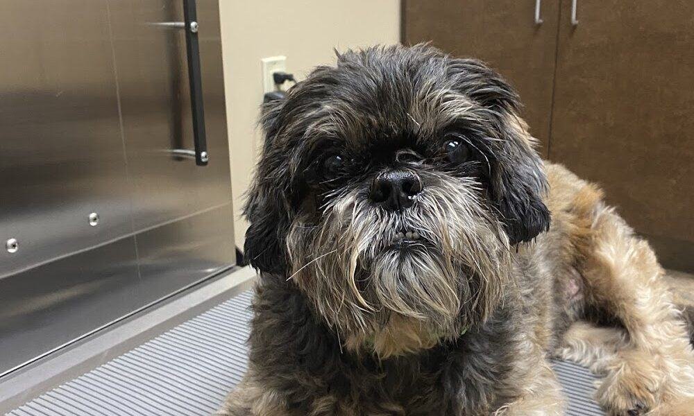 Bridgewater Veterinary Hospital